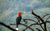 “Niệc cổ hung” - loài chim nguy cấp bậc nhất Việt Nam