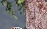 “Niệc cổ hung” - loài chim nguy cấp bậc nhất Việt Nam