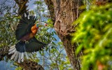 “Niệc cổ hung” - loài chim nguy cấp bậc nhất Việt Nam