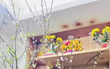 Bất ngờ trước vẻ đẹp độc đáo của loài hoa hạnh phúc, sum vầy