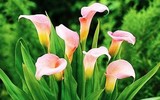 Những loài hoa nguy hiểm nhất thế giới
