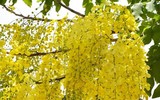 Những loài hoa nguy hiểm nhất thế giới