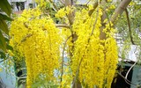 Những loài hoa nguy hiểm nhất thế giới