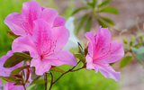 Những loài hoa nguy hiểm nhất thế giới