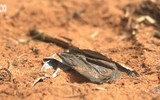 Australia: Bạt nhựa sinh học đầu tiên có thể tự phân hủy 