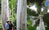 Loài chuối kỳ lạ có quả dài gần nửa mét lập nhiều kỷ lục