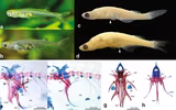  Kỳ lạ loài cá chỉ dài 1cm tạo ra âm thanh tương đương máy bay