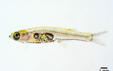  Kỳ lạ loài cá chỉ dài 1cm tạo ra âm thanh tương đương máy bay
