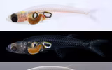  Kỳ lạ loài cá chỉ dài 1cm tạo ra âm thanh tương đương máy bay