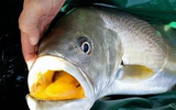 Loài cá đắt đỏ nhất thế giới, nội tạng có giá hơn 1 tỷ đồng/kg