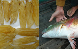 Loài cá đắt đỏ nhất thế giới, nội tạng có giá hơn 1 tỷ đồng/kg