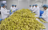 Măng tre có lượng protein tương tự sữa bò, ngừa ung thư