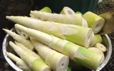 Măng tre có lượng protein tương tự sữa bò, ngừa ung thư