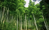 Măng tre có lượng protein tương tự sữa bò, ngừa ung thư