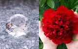 Lần đầu tiên kim cương được tạo ra từ hoa mẫu đơn 