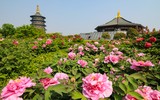Lần đầu tiên kim cương được tạo ra từ hoa mẫu đơn 