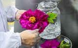 Lần đầu tiên kim cương được tạo ra từ hoa mẫu đơn 