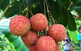 Vải 