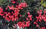 Vải 