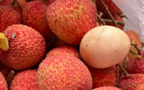 Vải 