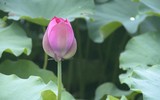 Sen trăm cánh Hồ Tây rực rỡ trong nắng 