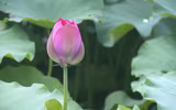 Sen trăm cánh Hồ Tây rực rỡ trong nắng 