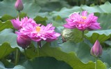 Sen trăm cánh Hồ Tây rực rỡ trong nắng 