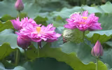 Sen trăm cánh Hồ Tây rực rỡ trong nắng 