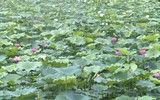 Sen trăm cánh Hồ Tây rực rỡ trong nắng 