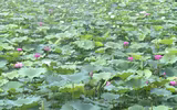 Sen trăm cánh Hồ Tây rực rỡ trong nắng 