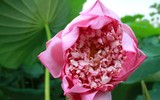 Sen trăm cánh Hồ Tây rực rỡ trong nắng 