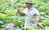 Sen trăm cánh Hồ Tây rực rỡ trong nắng 