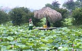 Sen trăm cánh Hồ Tây rực rỡ trong nắng 