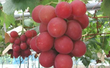 Những giống nho đắt đỏ, mang nhiều công dụng chữa bệnh