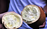 Củ sắn mọc trên cây là “quốc bảo” của nước này