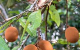 Củ sắn mọc trên cây là “quốc bảo” của nước này