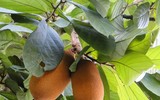Củ sắn mọc trên cây là “quốc bảo” của nước này