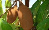 Củ sắn mọc trên cây là “quốc bảo” của nước này
