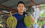Loại sầu riêng mới gây sốt với giá gần 800.000 đồng/kg 