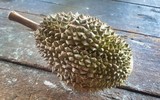 Loại sầu riêng mới gây sốt với giá gần 800.000 đồng/kg 