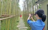 Rừng trúc thu nhỏ nằm giữa lòng Hà Nội