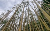 Rừng trúc thu nhỏ nằm giữa lòng Hà Nội
