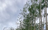 Rừng trúc thu nhỏ nằm giữa lòng Hà Nội