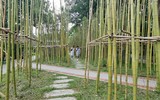 Rừng trúc thu nhỏ nằm giữa lòng Hà Nội