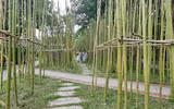 Rừng trúc thu nhỏ nằm giữa lòng Hà Nội