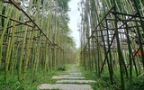 Rừng trúc thu nhỏ nằm giữa lòng Hà Nội