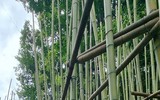 Rừng trúc thu nhỏ nằm giữa lòng Hà Nội