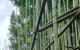 Rừng trúc thu nhỏ nằm giữa lòng Hà Nội
