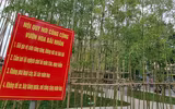 Rừng trúc thu nhỏ nằm giữa lòng Hà Nội