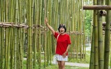 Rừng trúc thu nhỏ nằm giữa lòng Hà Nội